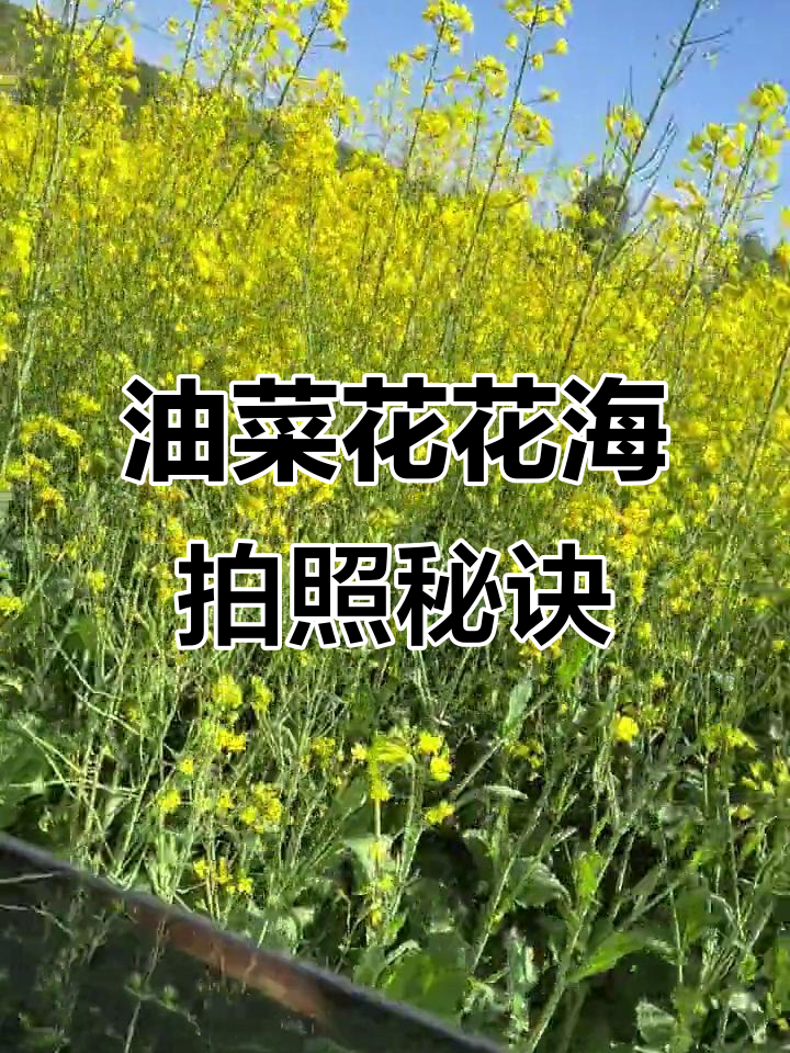 油菜花田拍摄技巧,轻松拍出完美人像与自然融合
