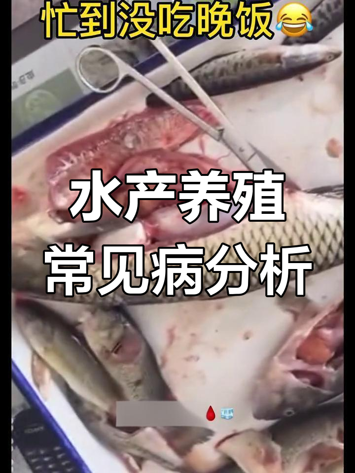 特种水产养殖问题大揭秘:鲈鱼、草鱼病害全解析