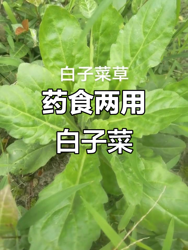 白子菜,药用食用皆宜,富含活性成分,助健康多种疾病预防