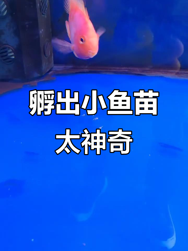 红鹦鹉与罗汉鱼意外孵化小鱼苗,惊喜连连