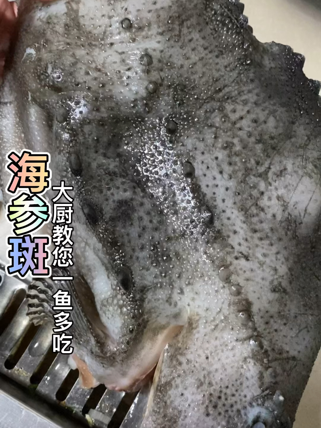 海参斑具有丰富胶原蛋白