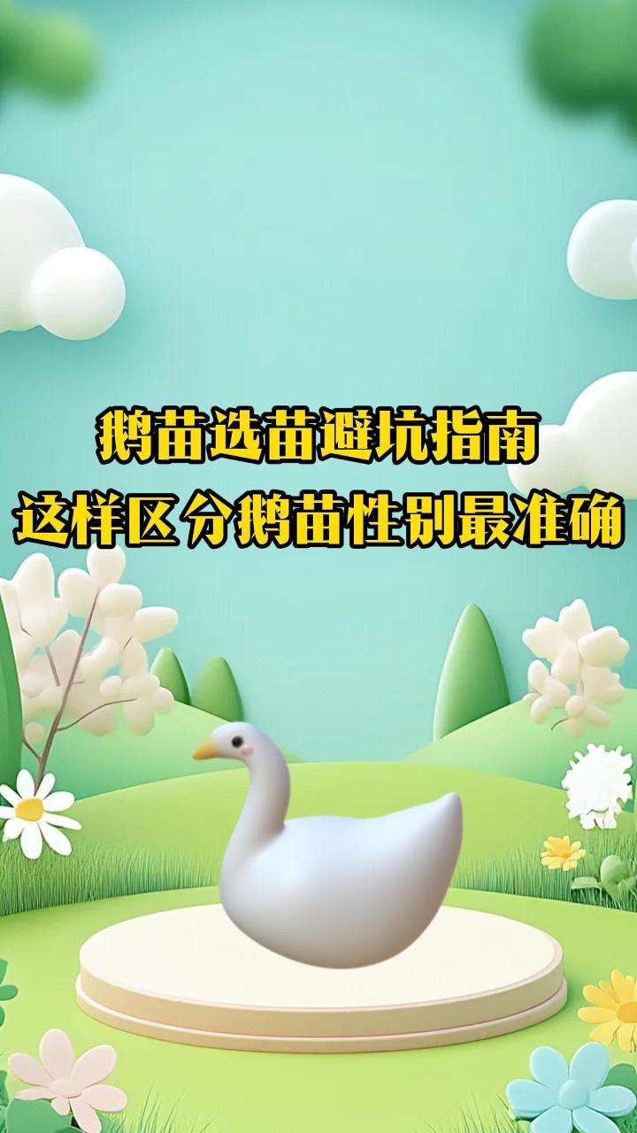 鹅苗选苗避坑指南,这样区分鹅苗性别最准确