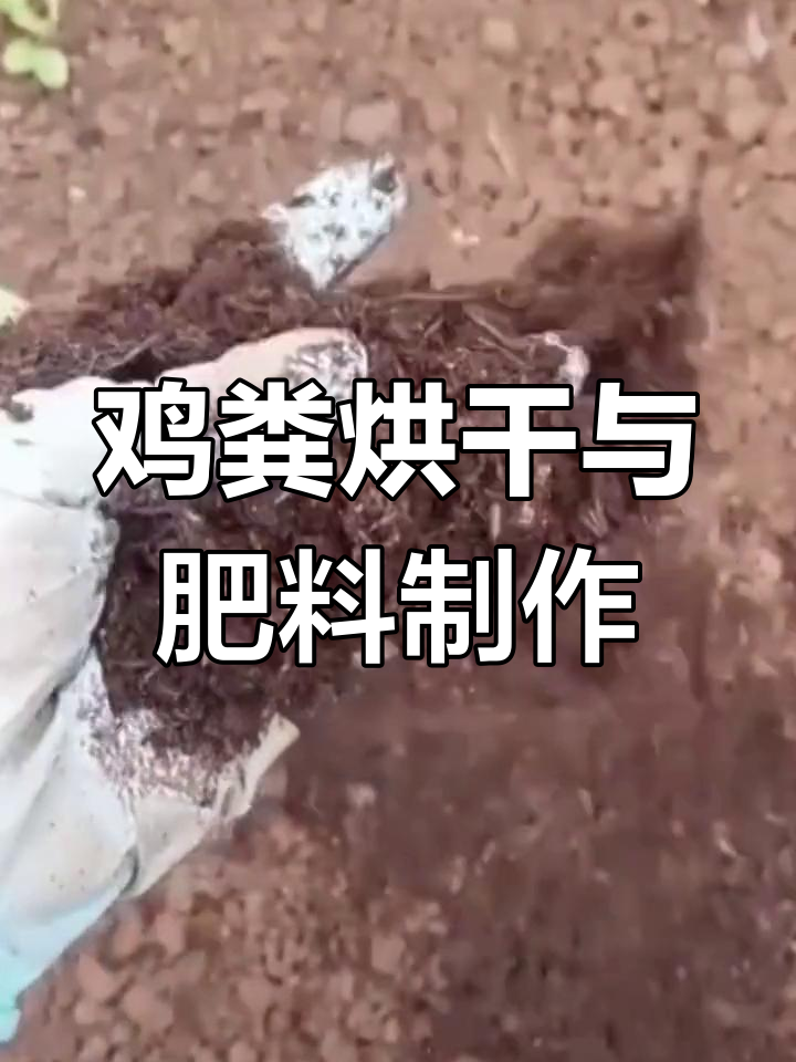鸡粪如何变废为宝?烘干设备揭秘