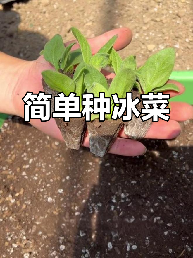 冰菜苗种植技巧:轻松上手,夏季美味不断