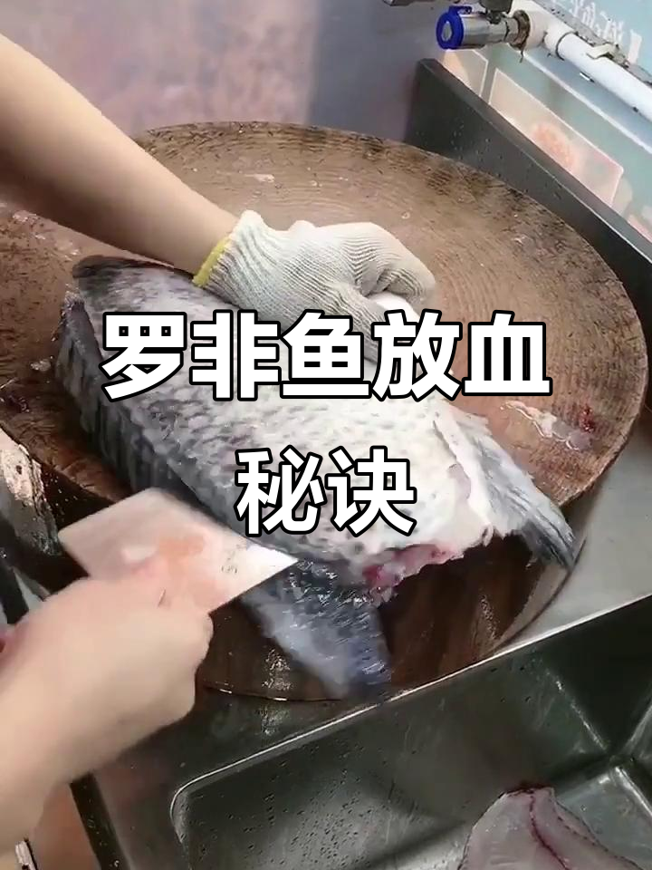教你轻松放血,罗非鱼处理技巧大揭秘!