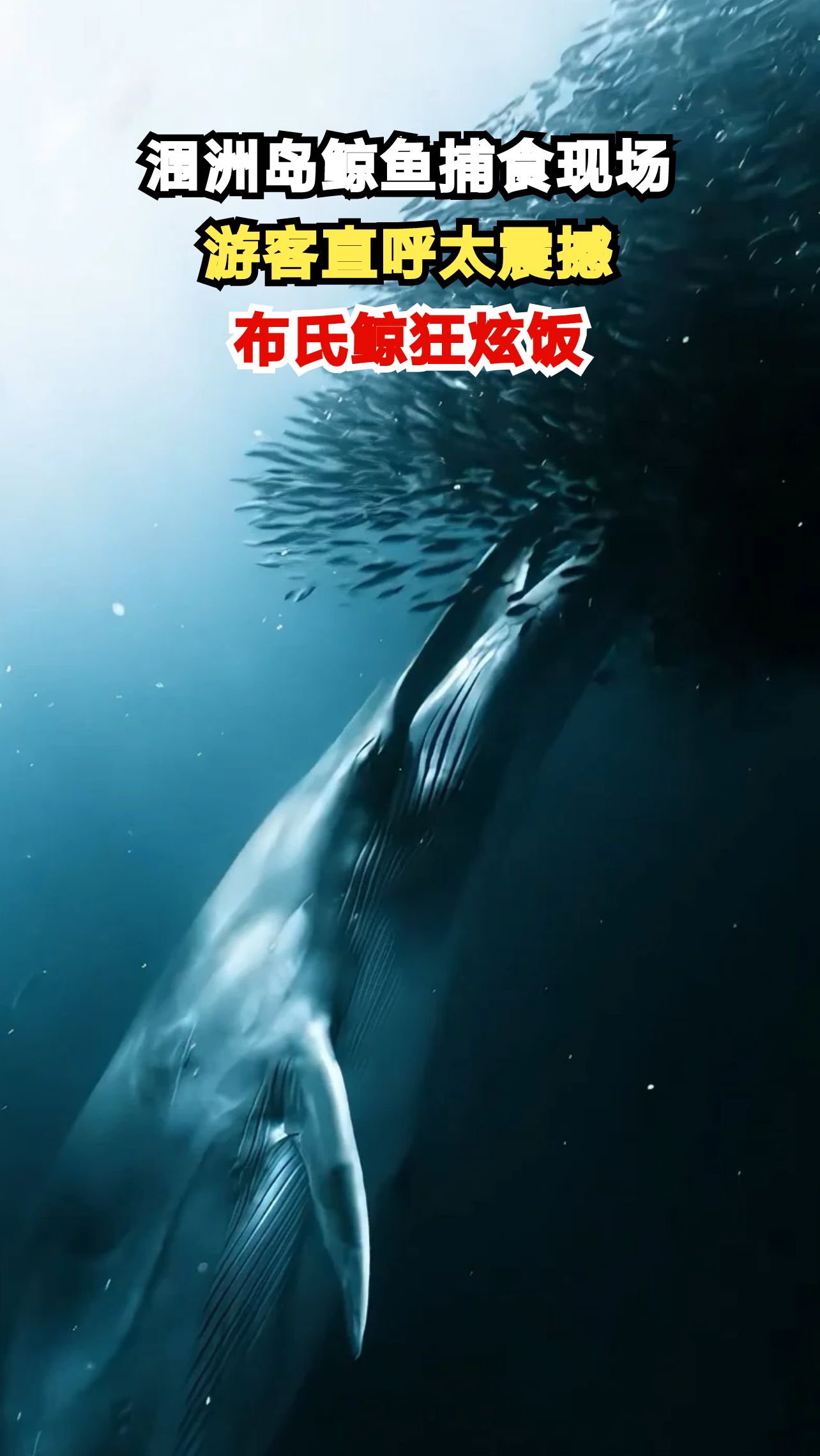 北海涠洲岛惊现鲸鱼捕食奇观,3头布氏鲸狂炫饭场面震撼全场