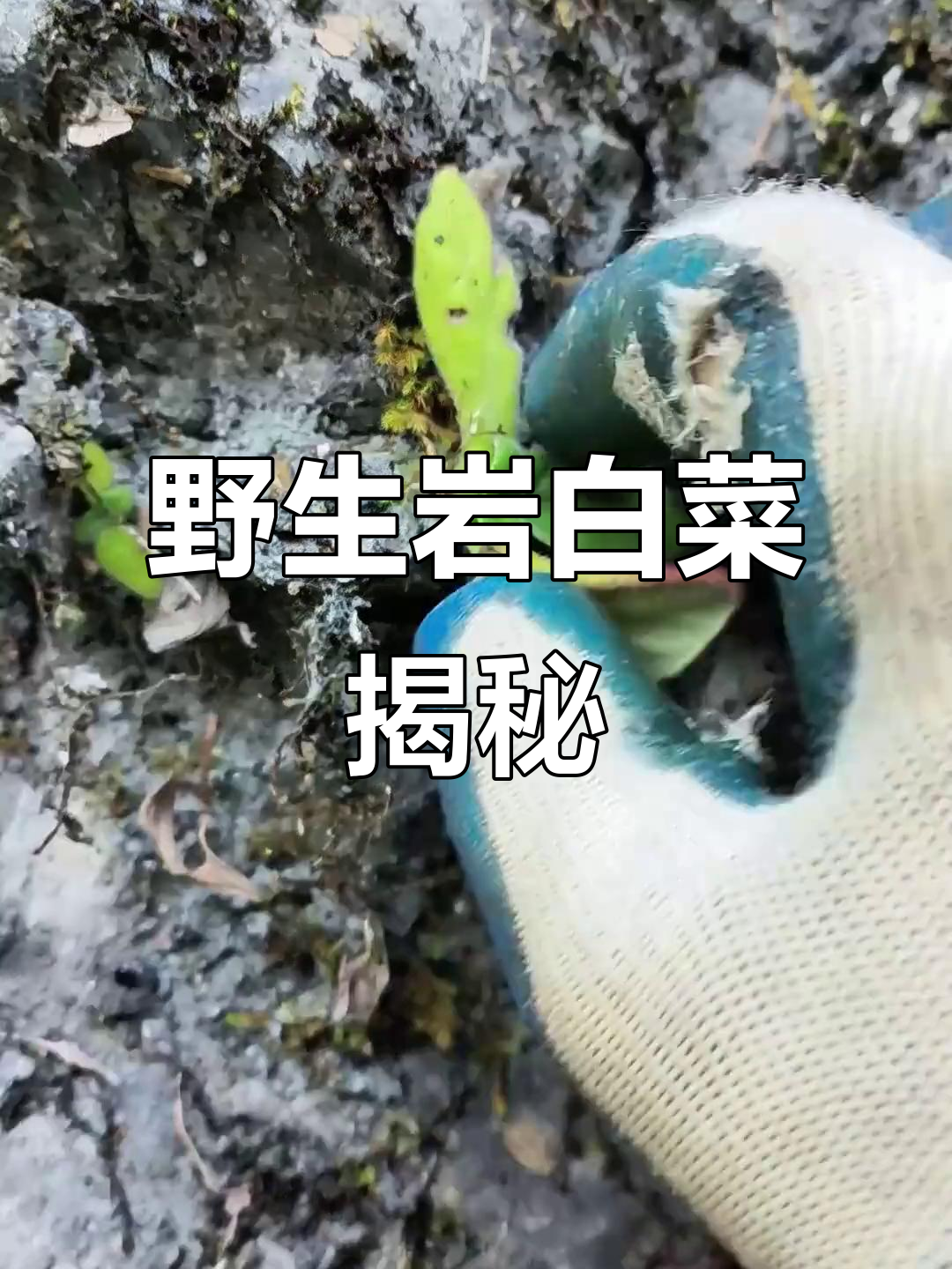 野生岩白菜,3000种植物中的独特一员