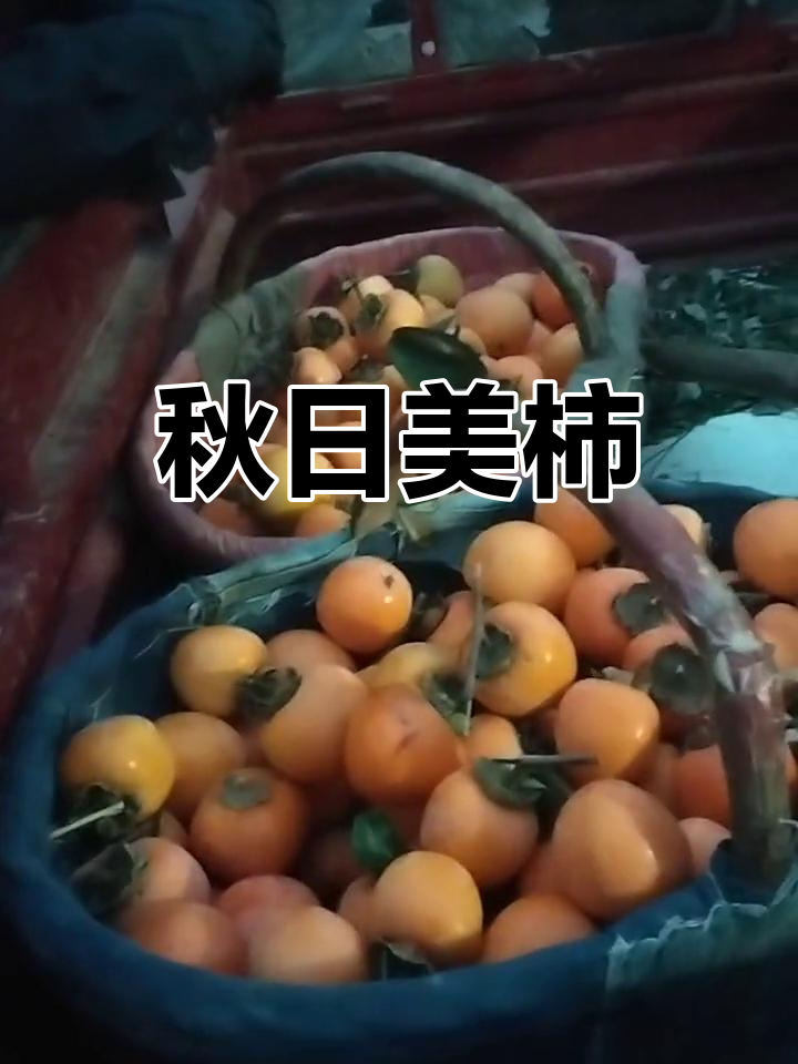 鸡心黄柿子,秋季美味,脆甜多汁,香气扑鼻