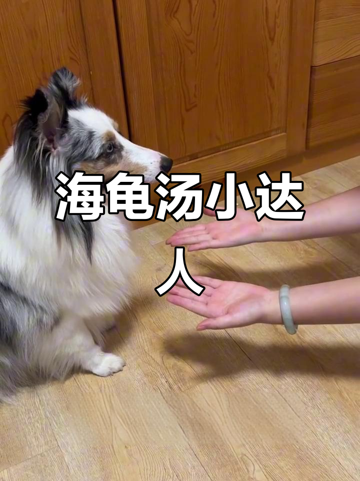 菟菟轻松掌握海龟汤,聪明又有趣的小家伙!