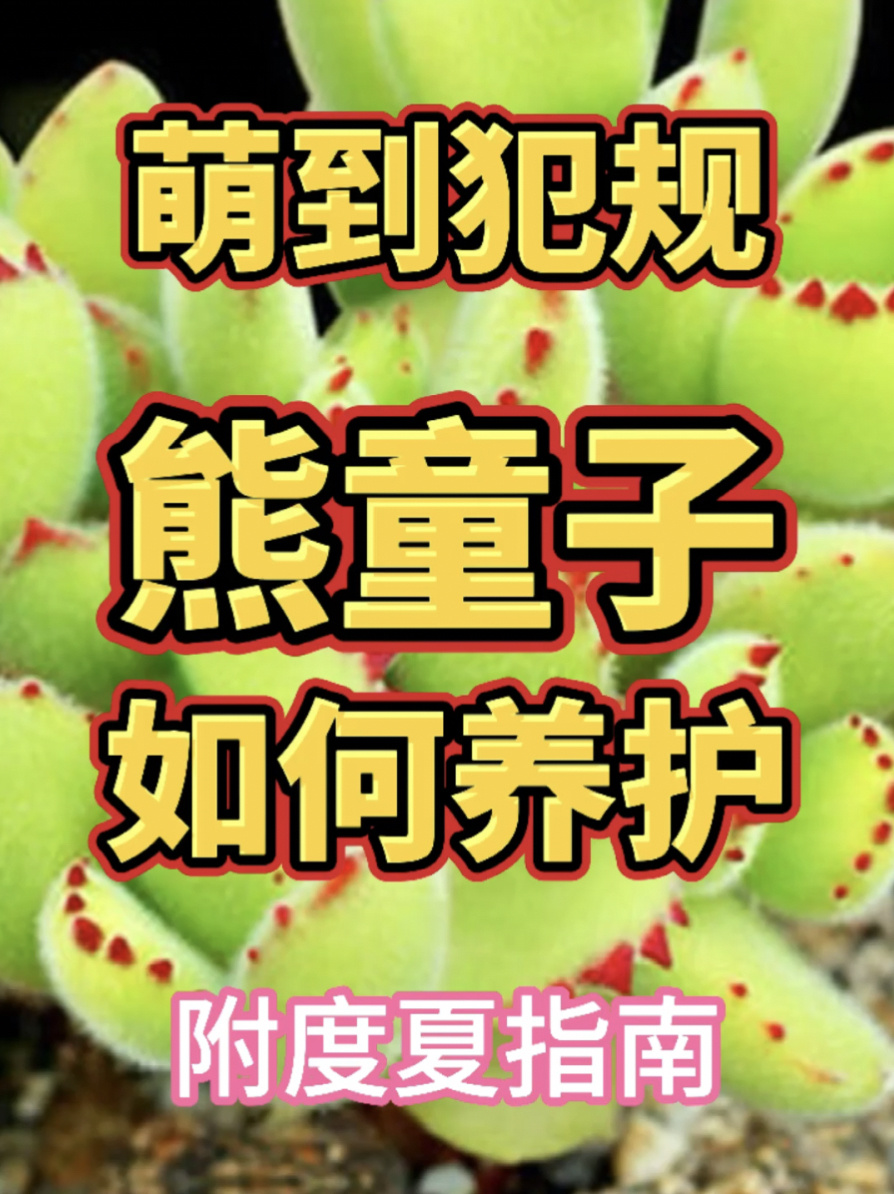「多肉养护」超治愈超萌的熊童子如何养护?