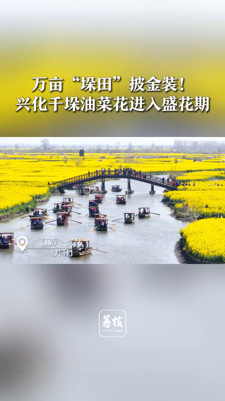 万亩“垛田”披金装!兴化千垛油菜花进入盛花期