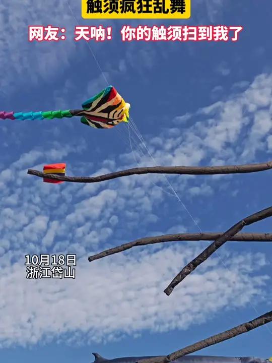 天空飞满巨型章鱼风筝,触须疯狂乱舞!网友:天呐!你的触须扫到我了