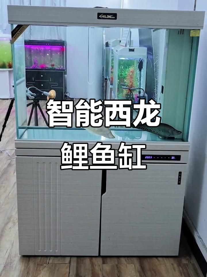 西龙鲤鱼缸:超白玻璃、智能触屏与强力过滤系统