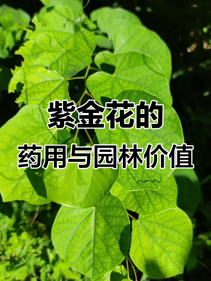 紫荆花:家庭和美的象征,皮木皆可入药