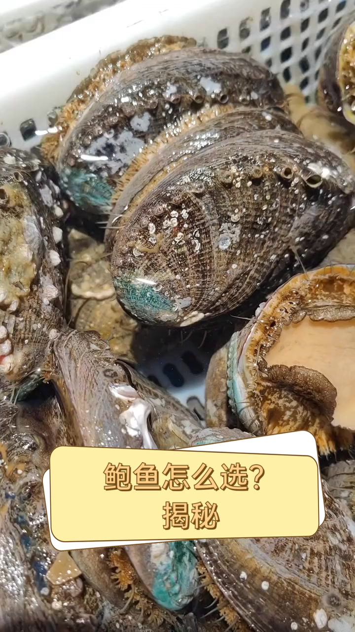 鲍鱼怎么选?揭秘