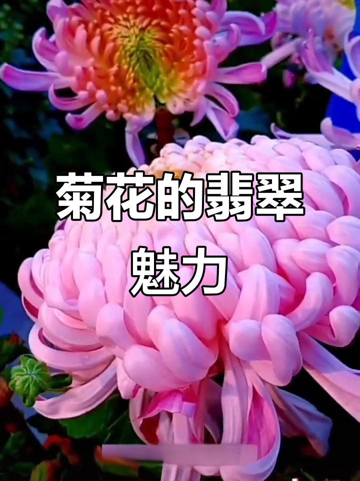 菊花与翡翠的完美碰撞,创意盆景带来艺术火花