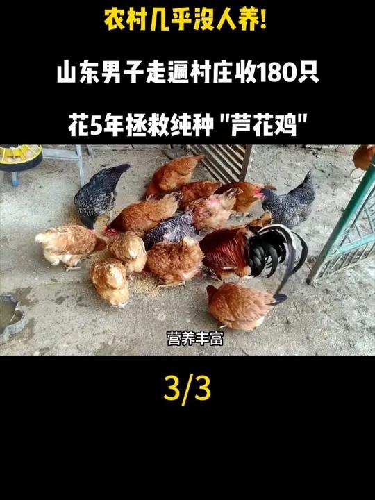 农村几乎没人养！山东男子走遍村庄收180只，花5年拯救纯种 “芦花鸡”