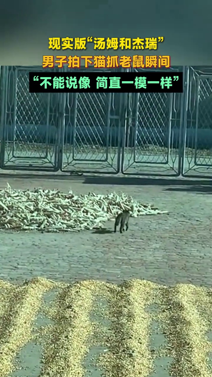 现实版汤姆与杰瑞!男子拍下猫抓老鼠瞬间:不能说像,简直一模一样