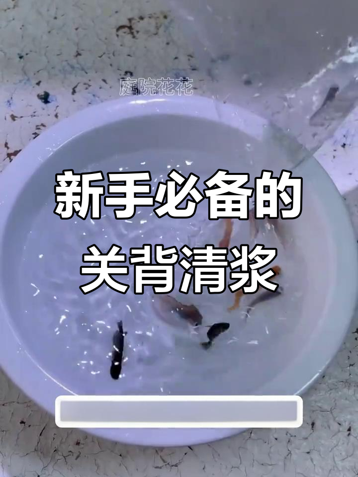 观背青鳉:新手必养的超耐造鱼,冬天不怕冷夏天不热