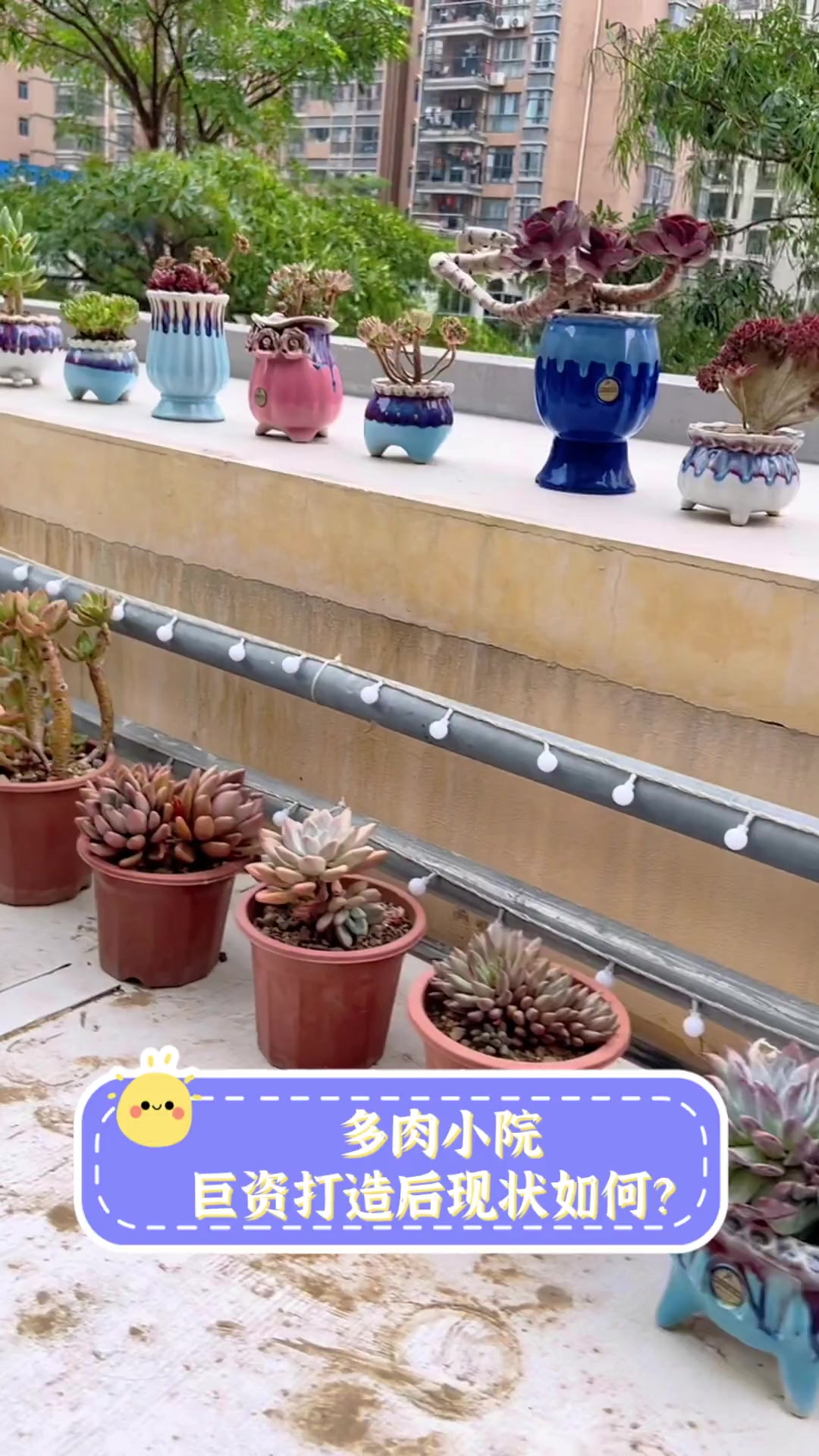 多肉小院,巨资打造后现状如何?