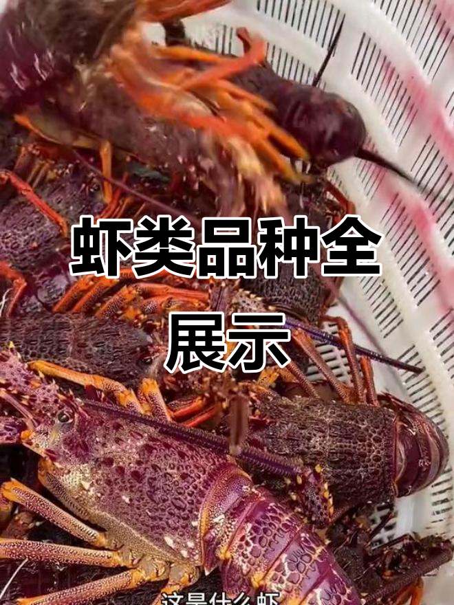 35种神奇虾类大揭秘！从双头小龙虾到南极深海鳌虾