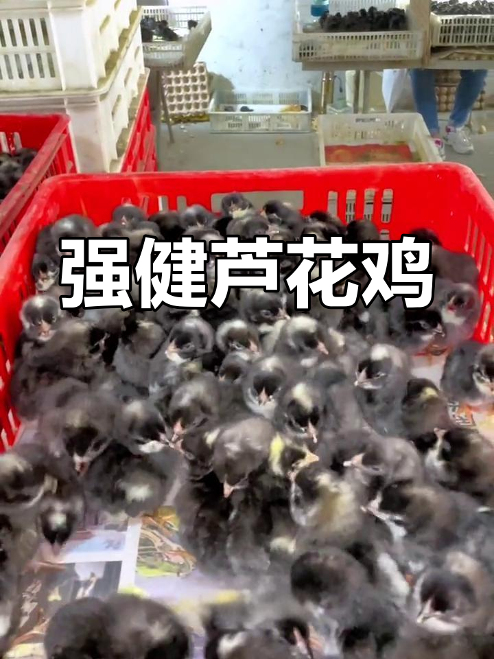 芦花鸡苗,公强母高产,抗病力高,适应各种环境
