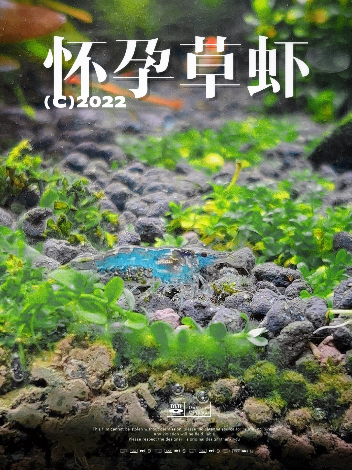 草虾怀孕,喜当“虾爹”!