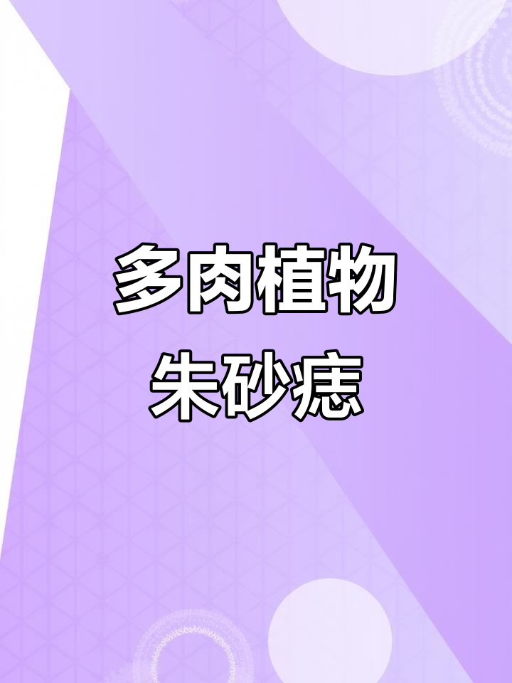 朱砂痣：景天科女石莲花属的独特多肉植物，秋冬叶尖变粉红