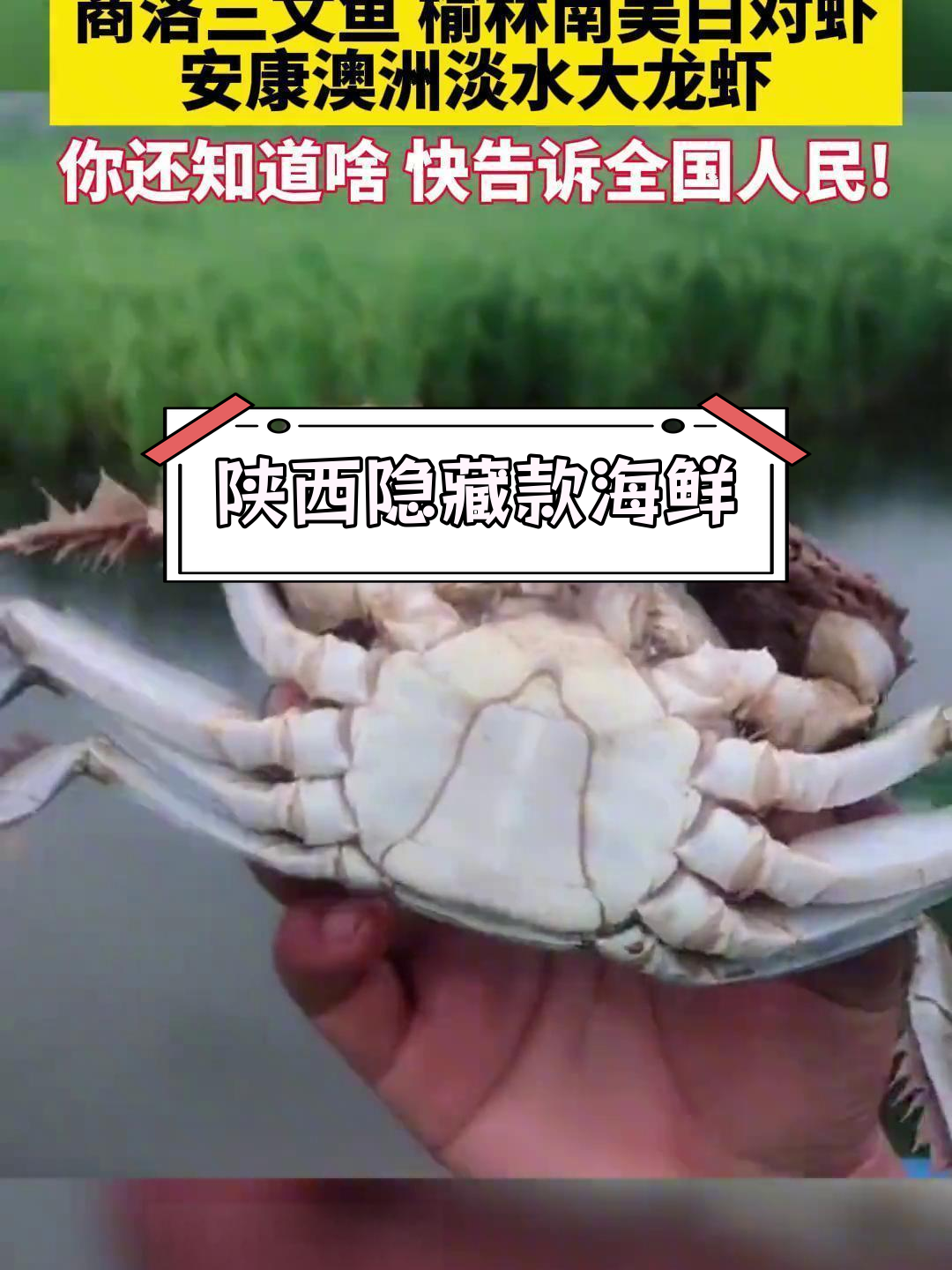 陕西农业新发现:三文鱼、南美白对虾与澳洲龙虾