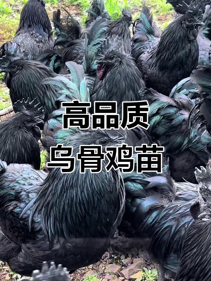 云南高纯度乌骨鸡苗,1斤半到1斤3两,最后200只抢购!