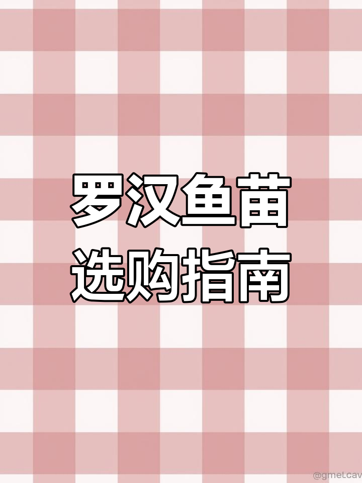 买罗汉鱼苗别选太大的,四厘米左右最合适