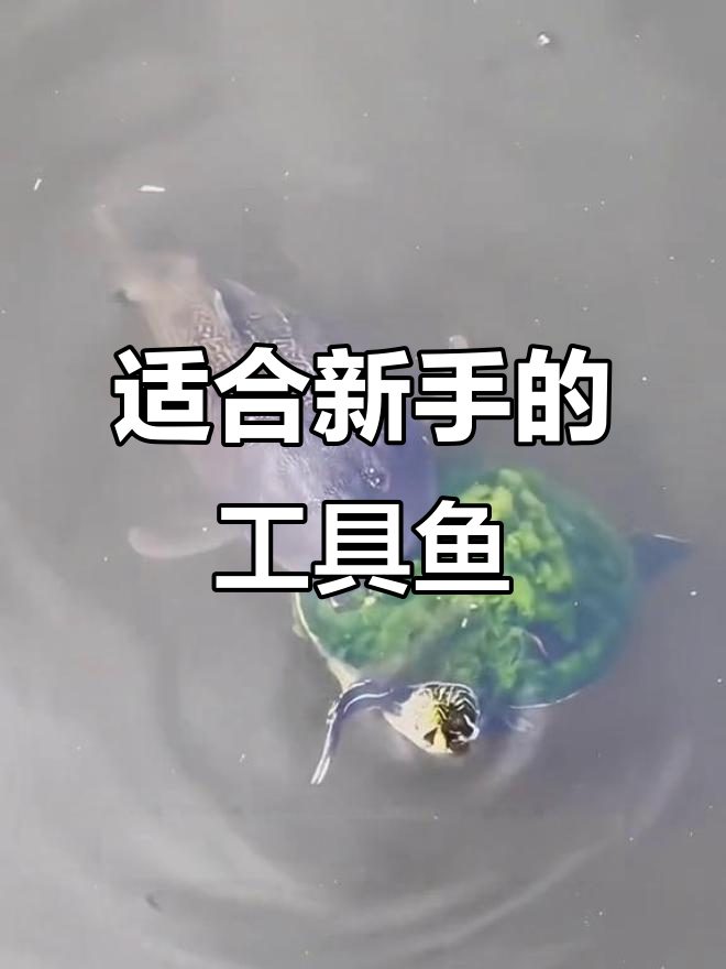 新手养鱼必看！最适合除藻的工具鱼推荐