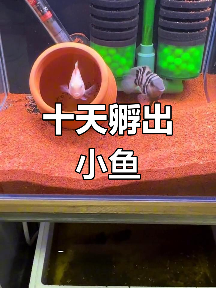 迷你鹦鹉鱼卵孵化全过程