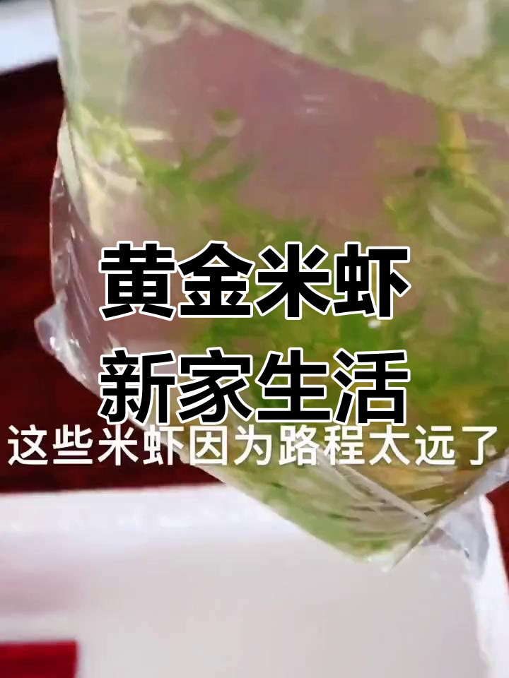 新环境适应中,黄金米虾的成长与饮食