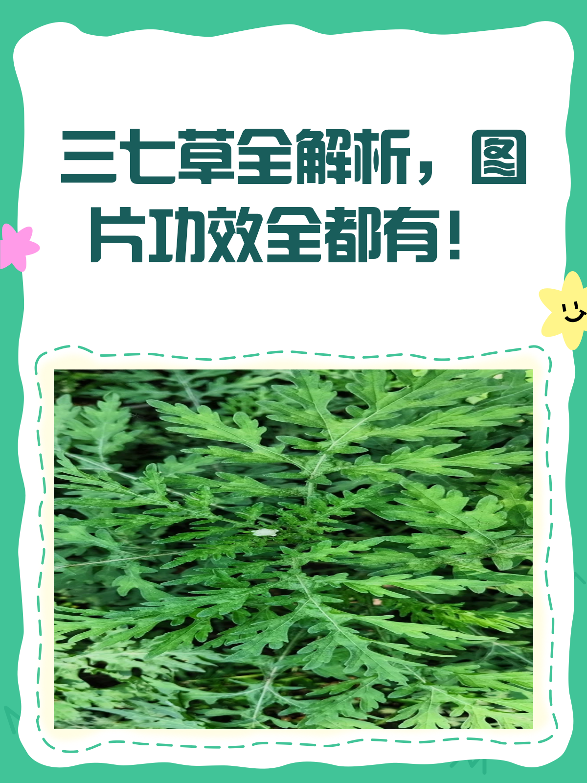 三七草不只是草?揭秘它的神奇功效!