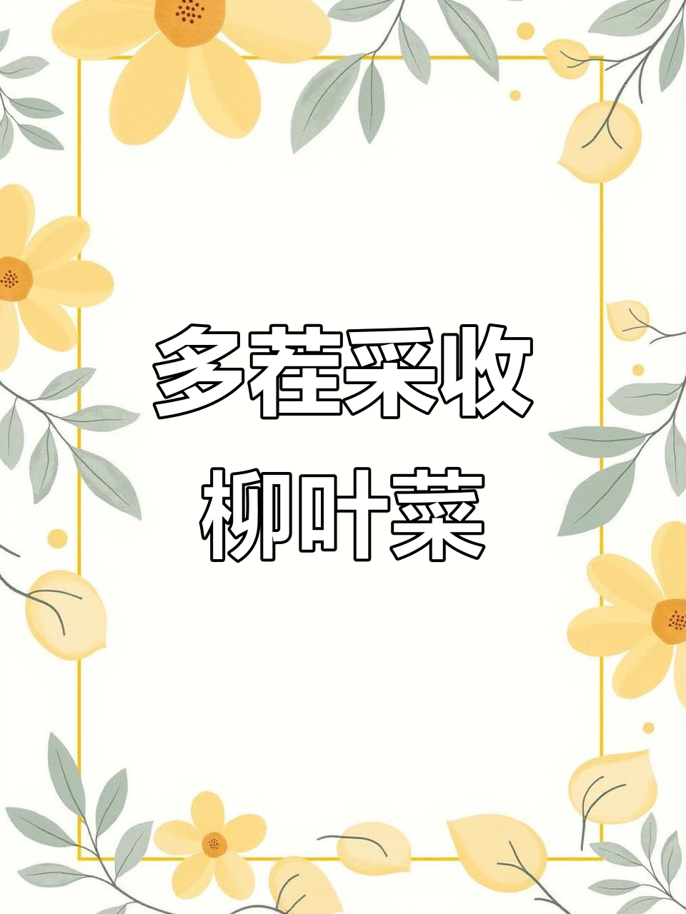 柳叶菜心,耐寒易种,多头侧苔,产量持久