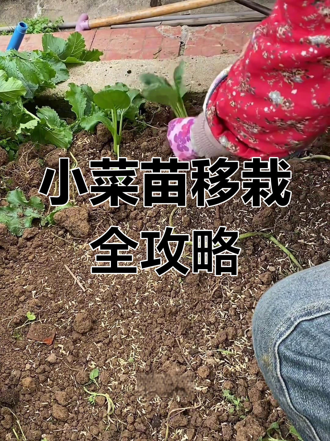 秋冬蔬菜换茬,移栽小青菜的秘诀与技巧