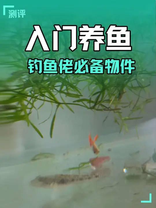 新手高温养鱼钓鱼佬必备物品！没有他这个鱼就得挂！夏季孔雀鱼如何养