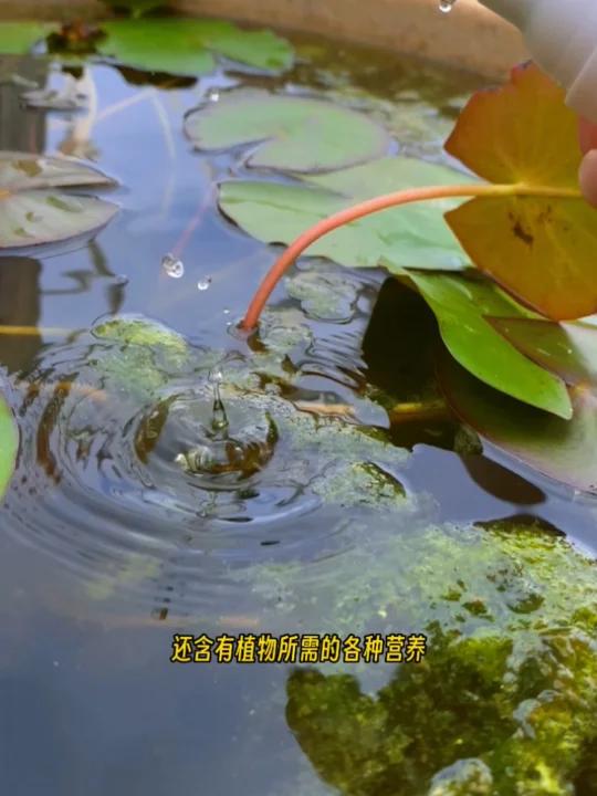 水培植物怎么养