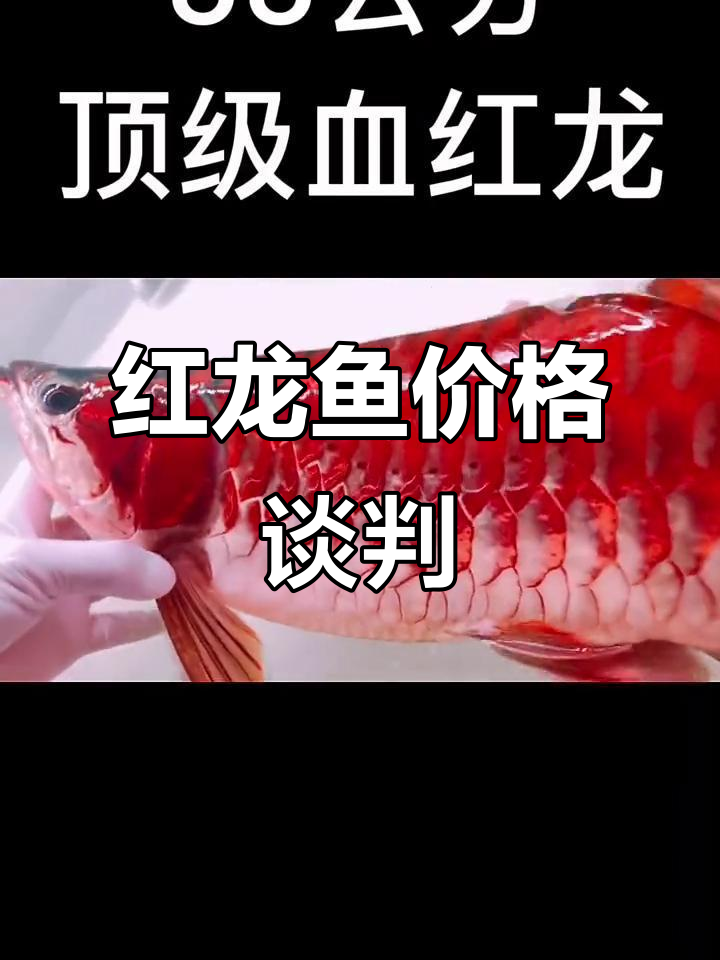顶级红龙鱼拍卖,老板直接报价18万7!