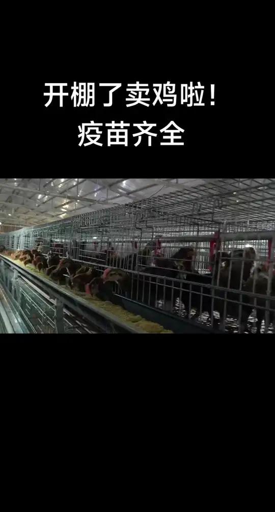 脱温鸡,疫苗齐全,拿回家就可以散养,过年就可以出栏的过年鸡 最适合散养的土鸡品种崇仁麻土鸡