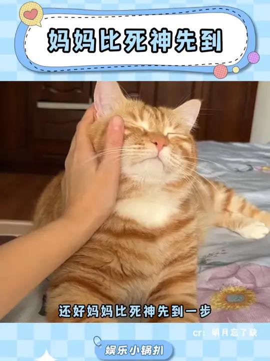 以后蛋黄派有妈妈啦