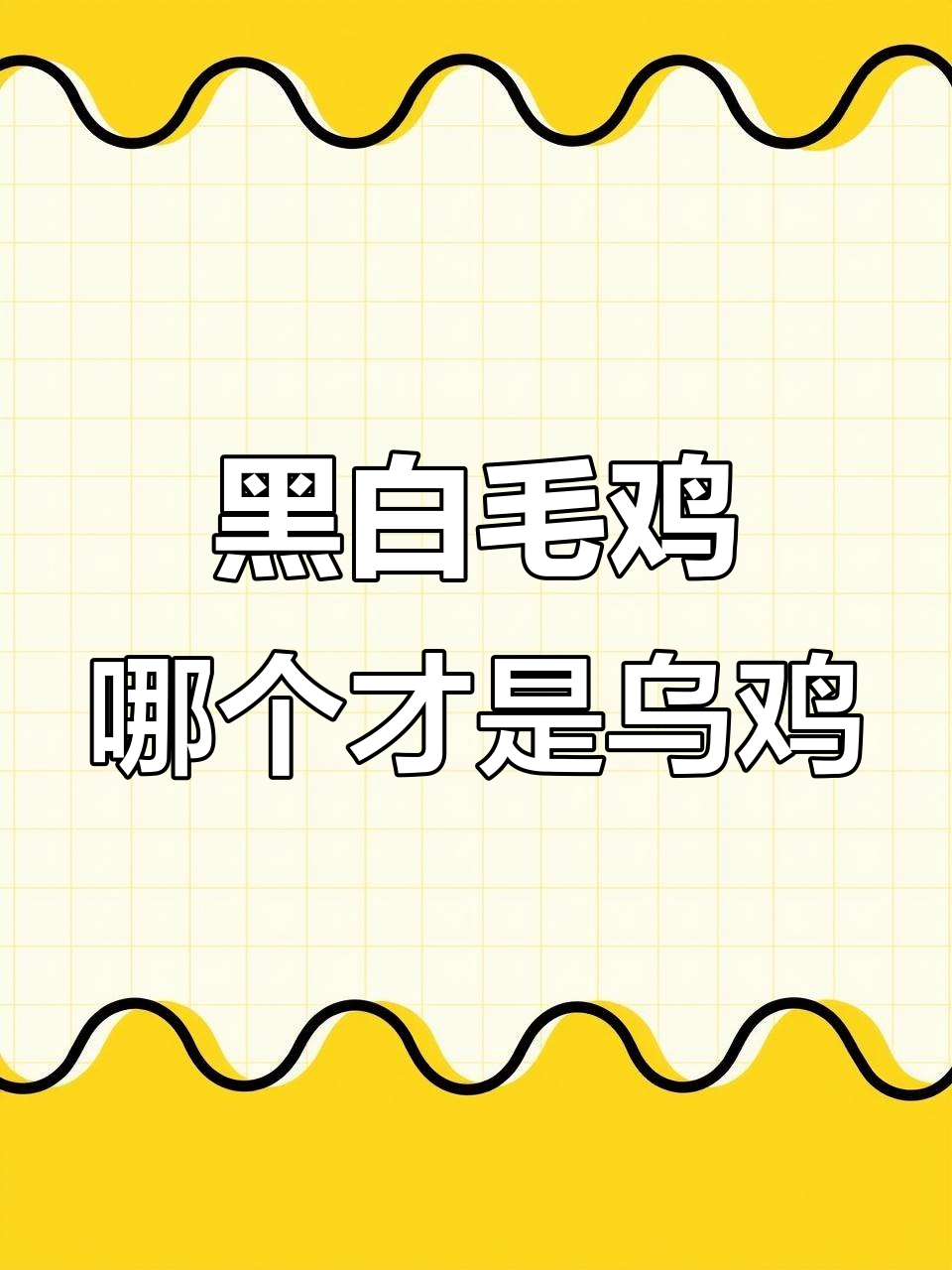 黑色毛鸡是乌鸡?白色毛鸡也是乌鸡吗?