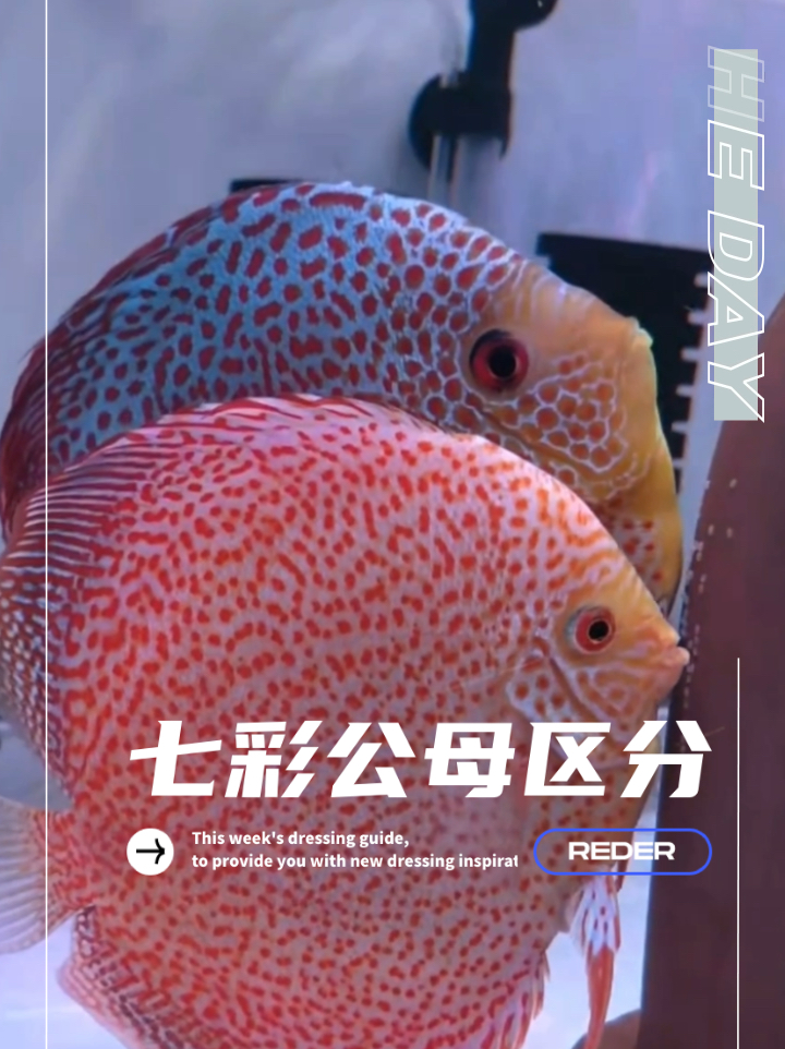 七彩神仙鱼公母区分