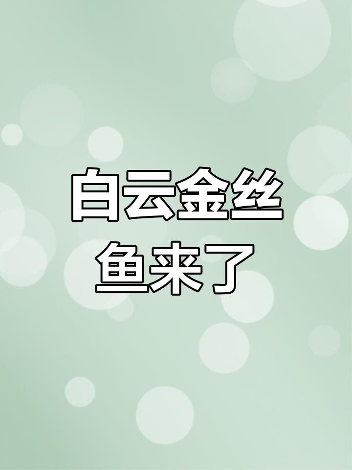白云金丝鱼繁殖了!抗寒能力强,适合混养