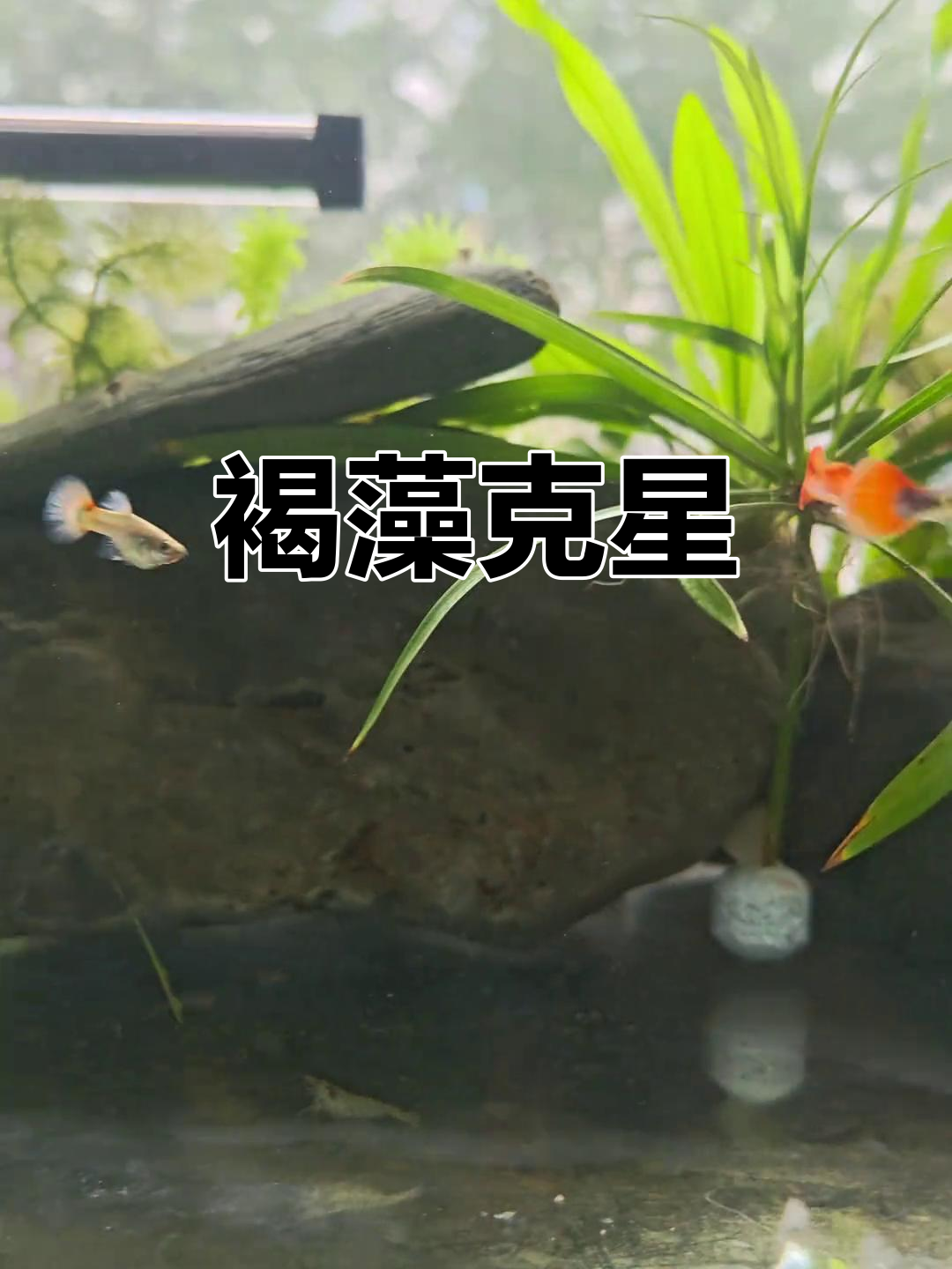 黑壳虾吃褐藻,两天让水草恢复生机!效果惊人!