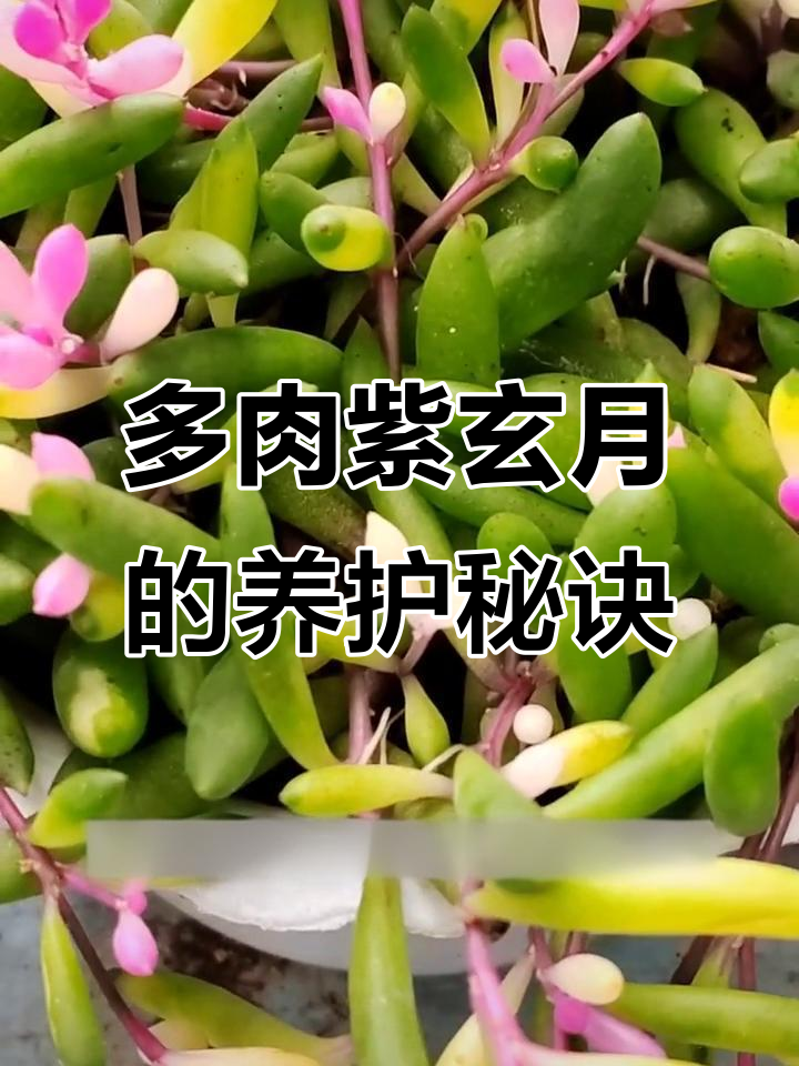 紫玄月养护全攻略:光照、水分和养分三要素