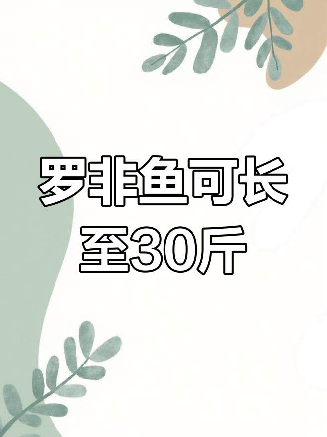 全球最大罗非鱼品种,脆肉可达30斤
