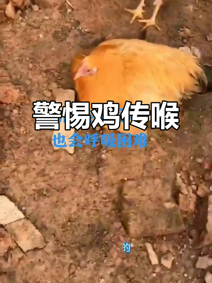 鸡传喉高发,养殖户必知症状与应对方法