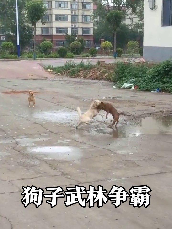 狗子街头“武林争霸”,小黄狗围观急出表情包